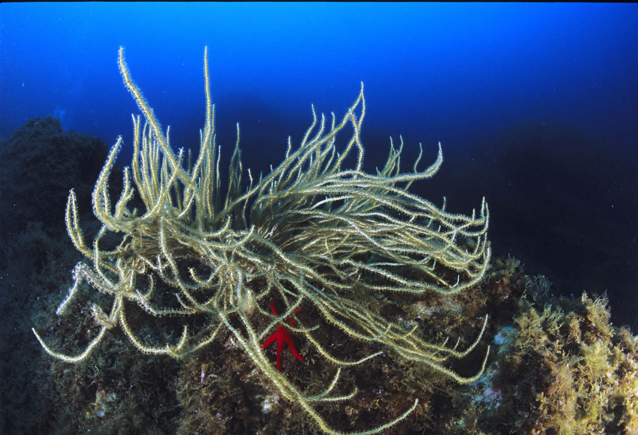 Eunicella singularis